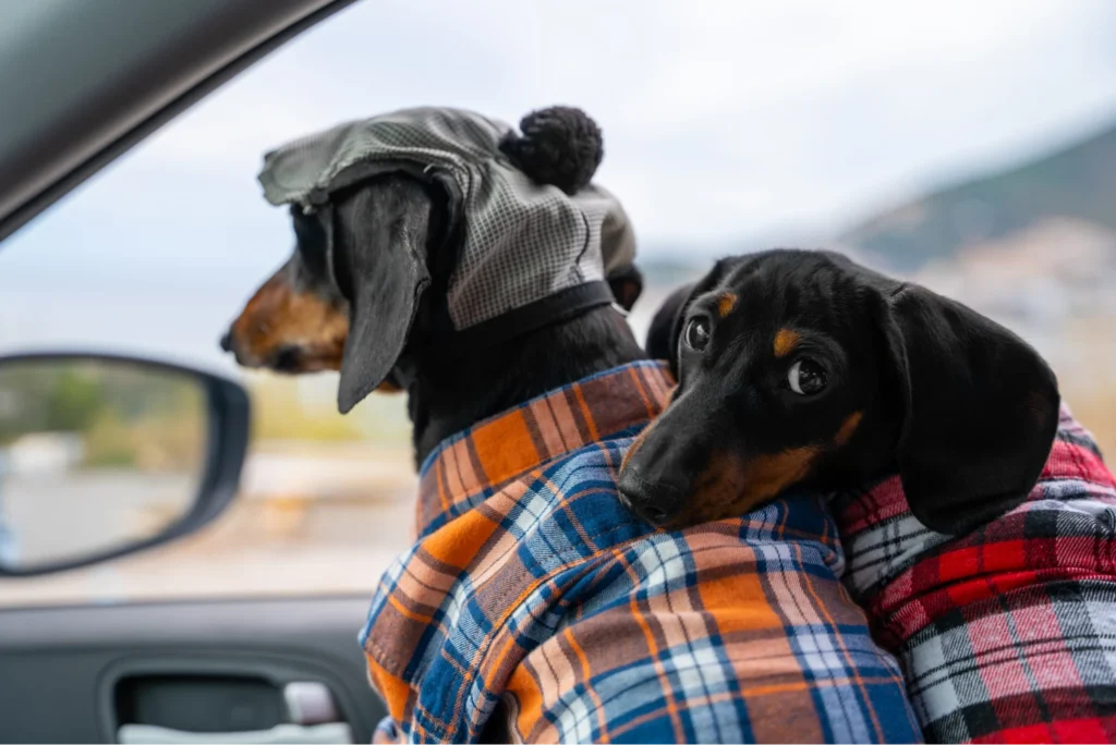 Ford F-Series Dog Car Seat for Dachshunds