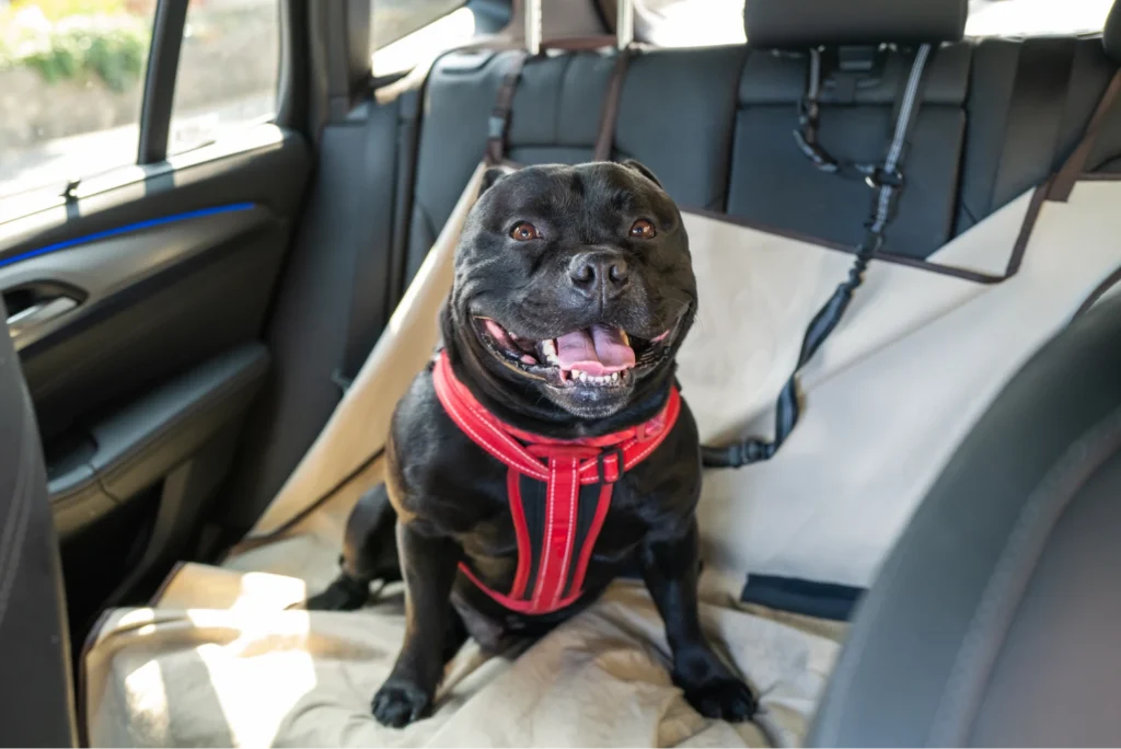 Ford Explorer Seat Belt for Staffordshire Terriers